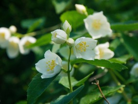 花卉基地的种植之选与周口花卉市场的宠物交易周口的花卉市场