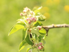 花卉质量管控方案——农产品花卉的精细管理与保障花卉属于农产品	花卉质量管控方案吗